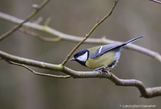 GREAT TIT (Parus major)